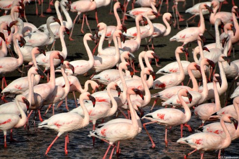 Rassemblement de flamands roses