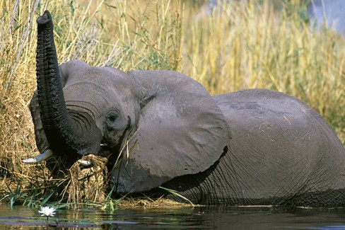 Caprivi