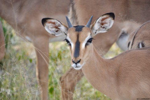 Gazelle-en-Namibie