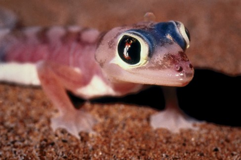 Lezard-Namib