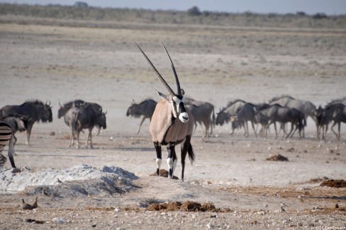 Oryx-a-Etocha