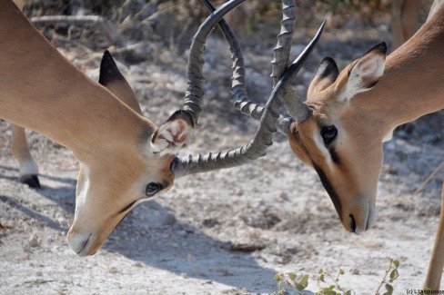 Parc-naturel-d-etosha