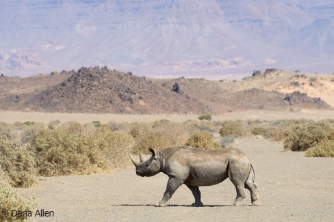 Rhinoceros-d-Afrique