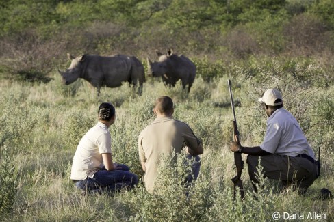 Safari-dans-la-reserve-Ongava