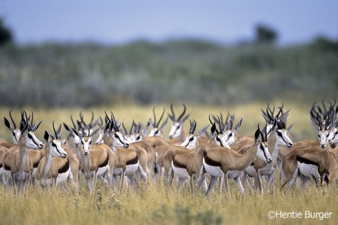 Troupeau-d-impalas-au-Kalahari