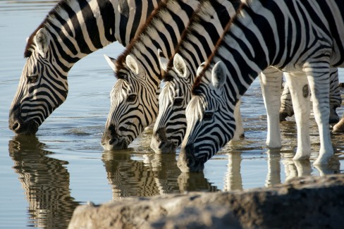 Zebres-a-Etosha