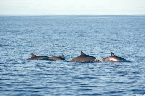 Dauphins-sur-la-plage-du-Bird-Island