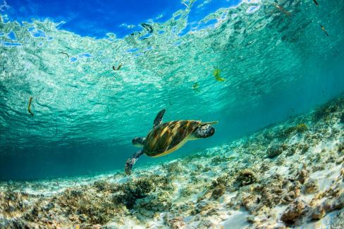 Jeune-tortue-au-Passe-Coco