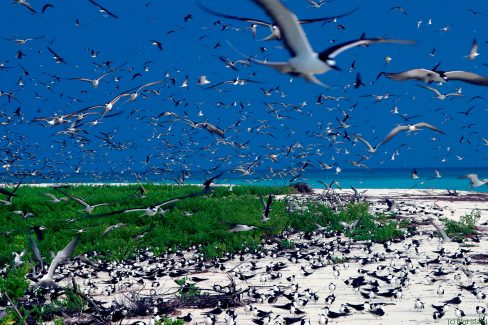 Les-hirondelles-de-mer-de-Bird-Island