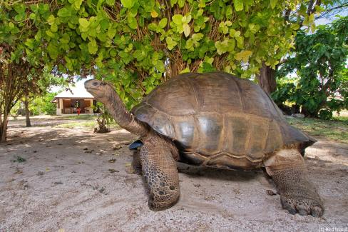 Tortue-geante-sur-Bird-Island