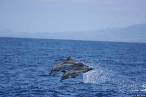 À la découverte des dauphins, au départ de São Miguel