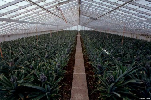 Les plantations d'ananas, sur l'île de São Miguel