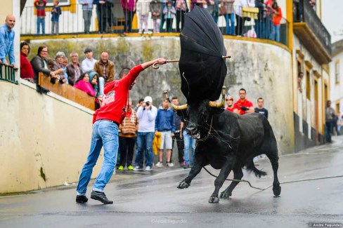 Tourada à Corda dans une rue à Terceira