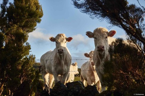 Les vaches heureuses, sur l'île de Pico