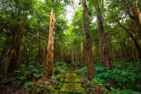 La réserve  de la forêt de Serreta, sur l'île de Terceira
