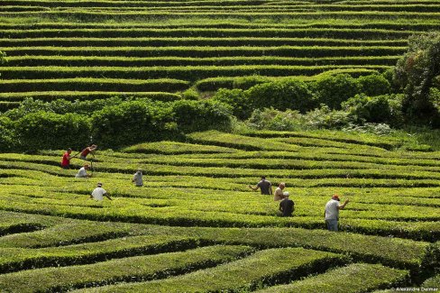À travers la plantation de thé Gorreana, sur l'île de São Miguel