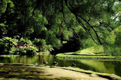 Jardin botanique de Terra Nostra, sur l'île de São Miguel