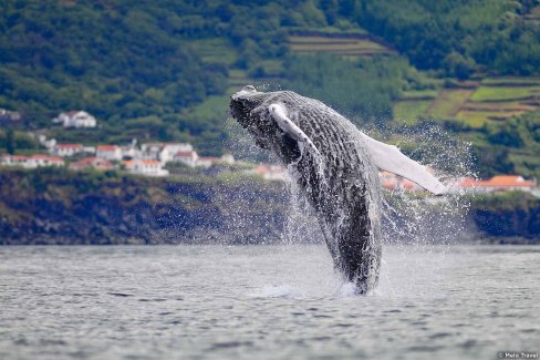 Observation des baleines, au départ de Pico