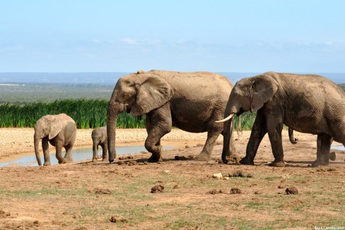 Elephants d'Afrique