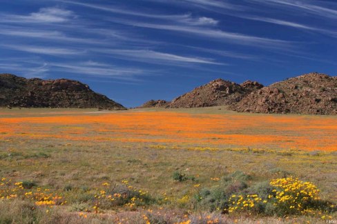 2075458236_72ef4da20e_o-flickr-namaqualand-web