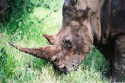 Rhinocéros blanc d'Afrique du Sud
