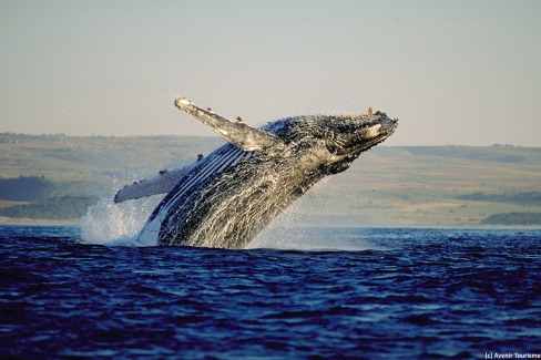 Les baleines d'Hermanus