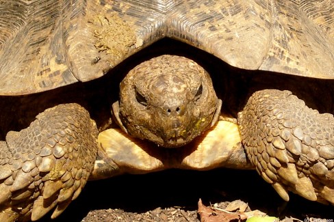 Tortue terrestre en Afrique du Sud