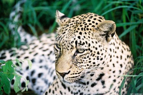 Léopard nonchalant en Afrique du sud