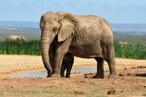 Faune à Addo Elephant Park