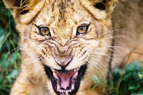 Un lionceau dans la reserve de Tsukudu