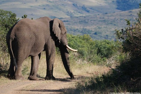 Eléphant dans le KwaZulu Natal, Afrique du Sud