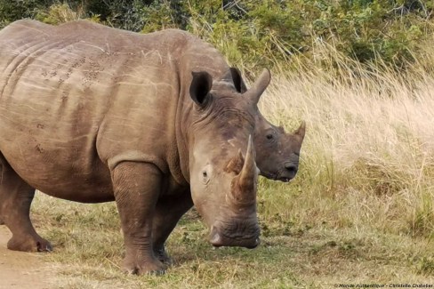 Rhinocéros dans une réserve du KwaZulu Natal