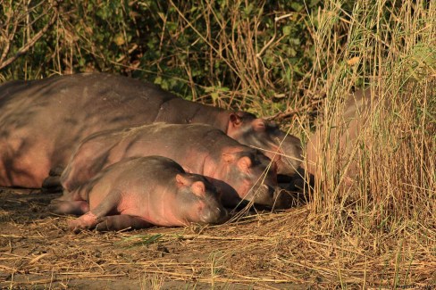 Hippopotames au repos à Sainte Lucie en Afrique du Sud