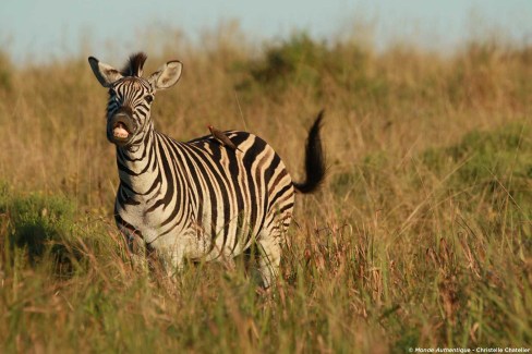 Zèbre dans un parc national du KwaZulu Natal en Afrique du Sud