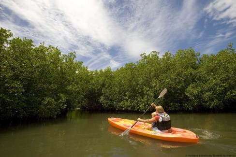 Canoë dans la mangrove d'Antigua