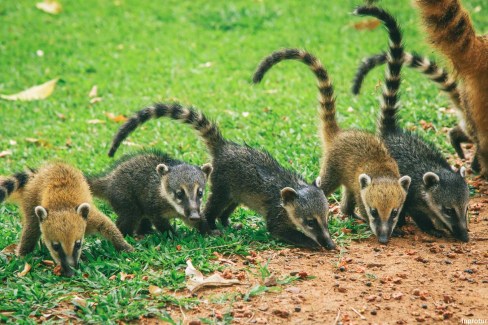 Les-Coatis-a-Iguzu-Inprotur-web