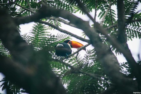 Un-toucan-embleme-du-Parc-National-a-Iguazu-Inprotur-web