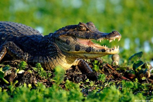 la-faune-sauvage-dIguazu-Rincon-del-socorro-web