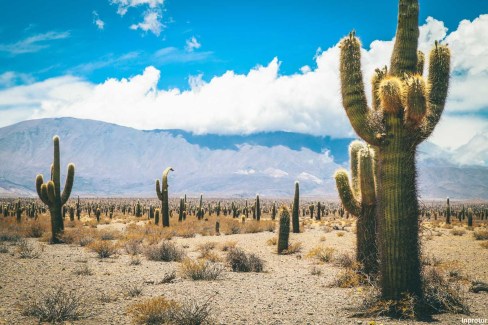 Parc-national-Cardones-Inprotur-web