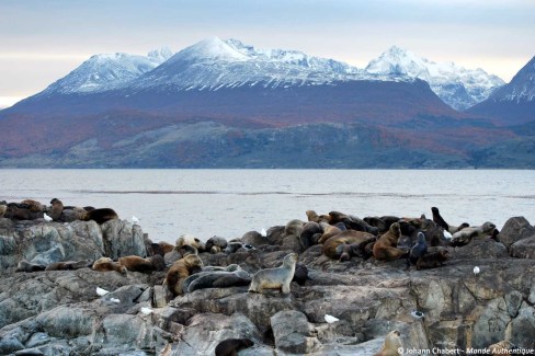 Decouvrir-les-phoques-en-Patagonie-Johann-Chabert-Monde-Authentique9-web