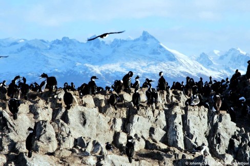 La-faune-marine-en-Patagonie-Johann-Chabert-Monde-Authentique-web