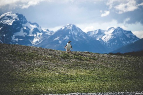 Les-manchots-dUshuaia-Inprotur-web