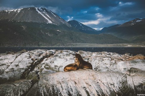 Les-phoques-a-Ushuaia-Inprotur-web