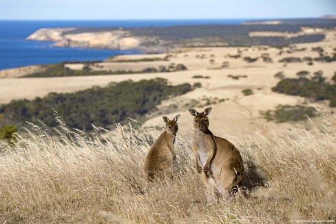 Exceptional Kangaroo Island, South Australia