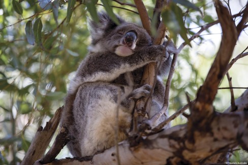 Kangaroo-Island-koala-Tourism-AustraliaFB