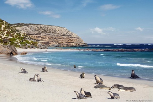 Seal Bay Conservation Park, Kangaroo Island, SA