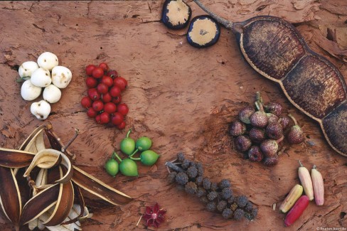 Bush Tucker - Tropical rainforest fruits on paper bark