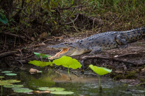 Crocodile-Mary-River