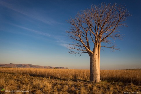 boab-tree