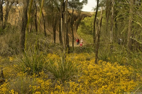 wildflowers-at-Wave-Rock106081-2